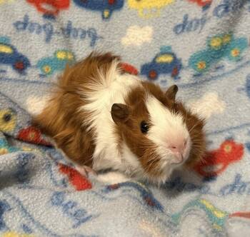 Rescue Guinea Pig Guinea Pigs for Adoption in Pasco, Washington - Oldsmobile | PetCurious